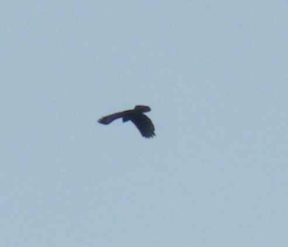 Identificazione rapace